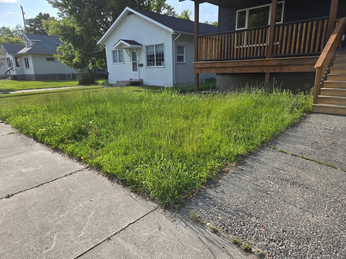 Overgrown front lawn before mowing